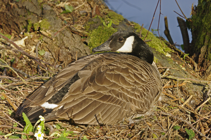 Canada Goose