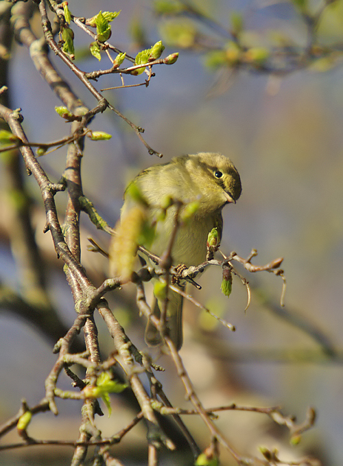 Chiffchaff