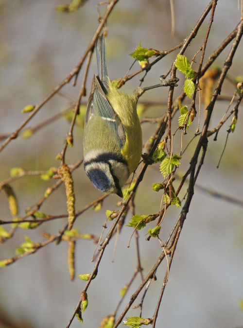 Blue Tit