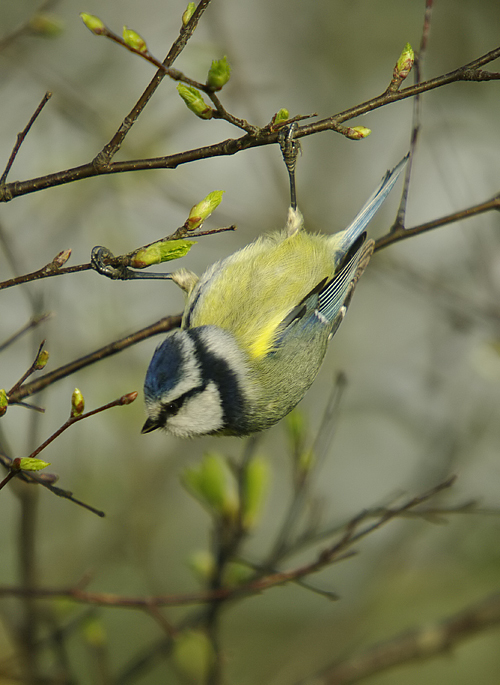Blue Tit 