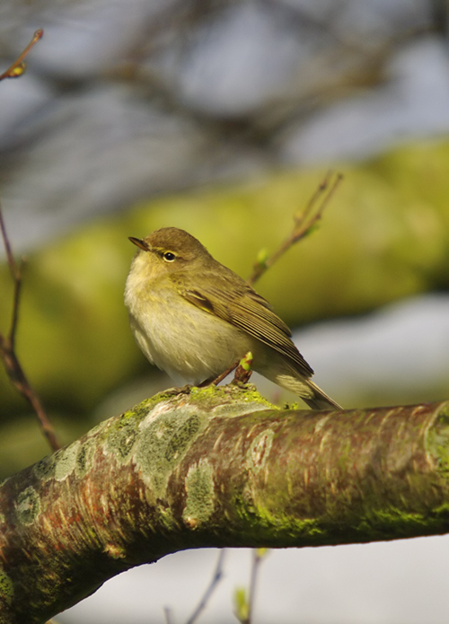 Chiffchaff on Easter Sunday