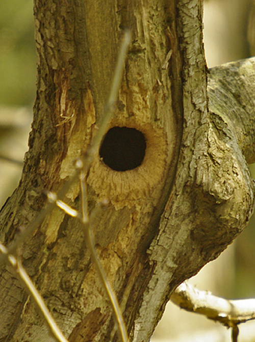Woody hole