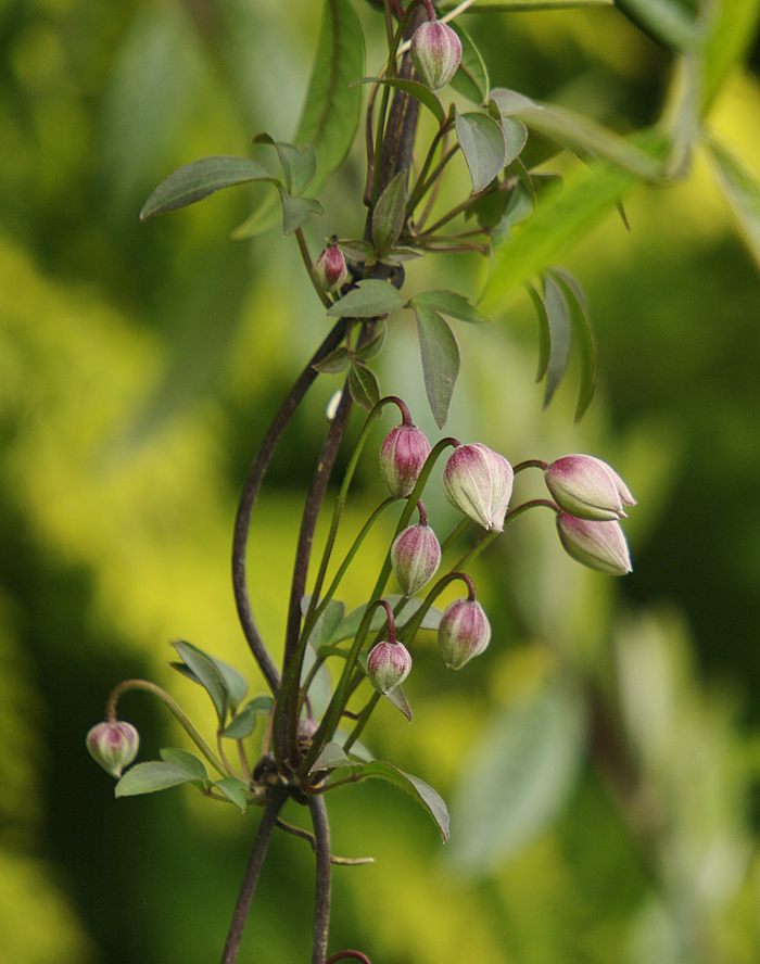 Clematis