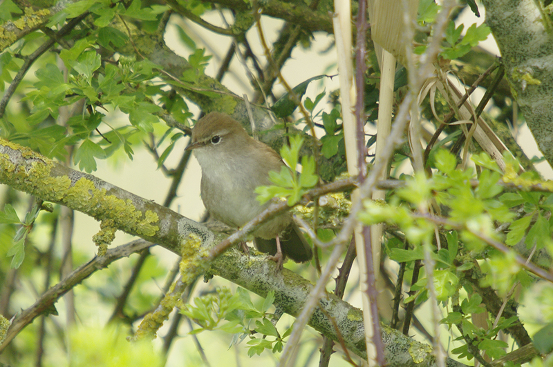 Cettis Warbler