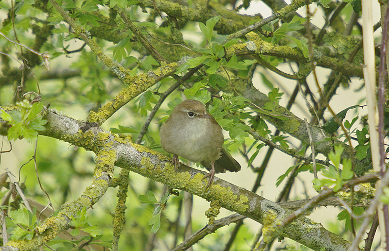Cettis Warbler