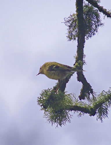 Goldcrest