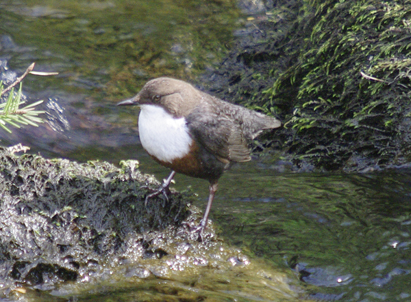Dipper