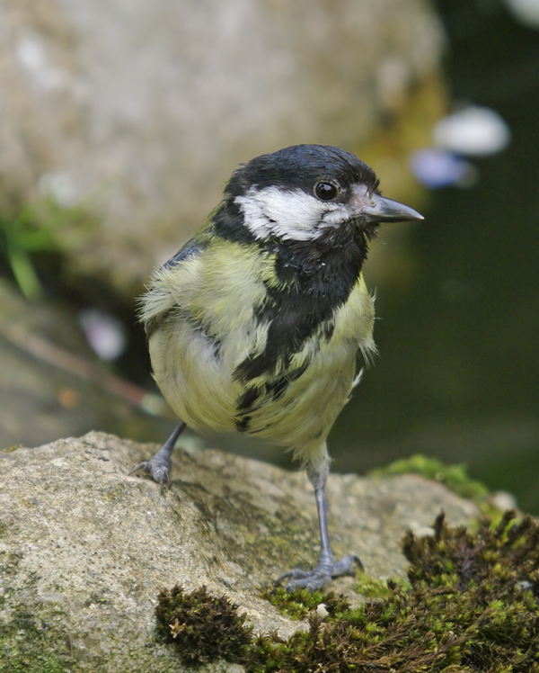 Great Tit