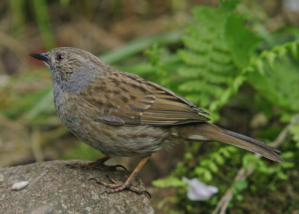 Dunnock
