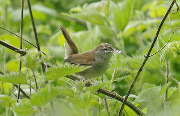 Cettis Warbler