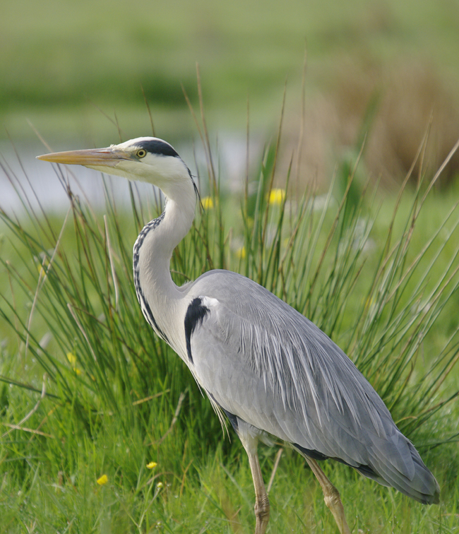 Heron Blog
