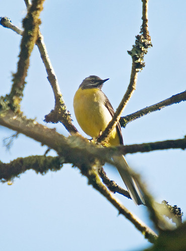 yellow wagtail