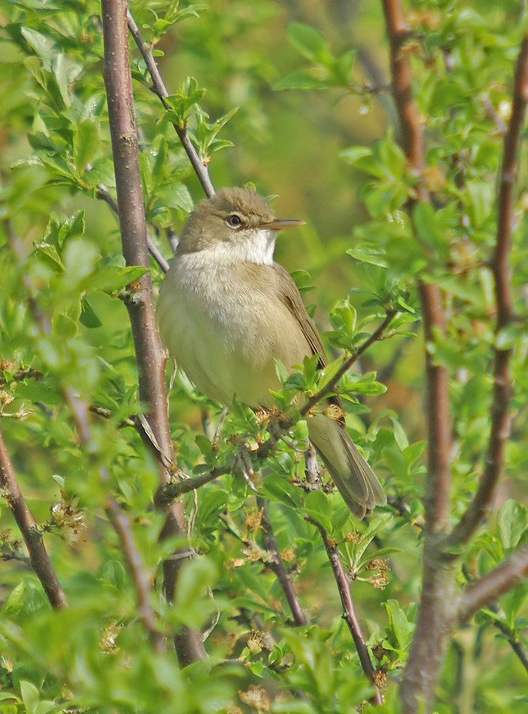 Reed Warbler