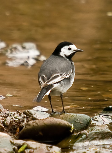 Pied Wagtail
