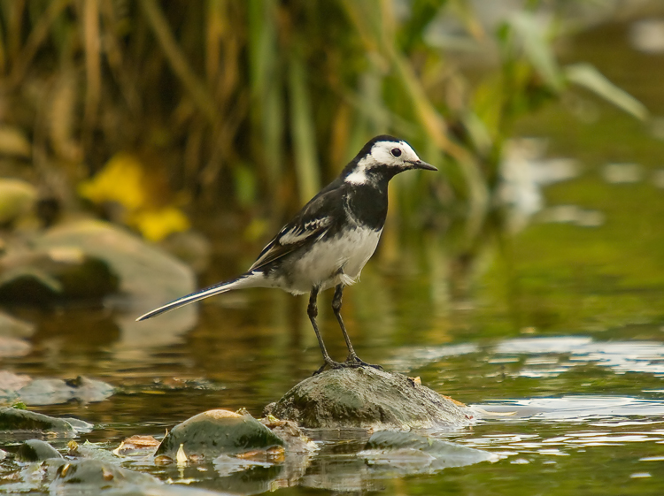 Wagtail