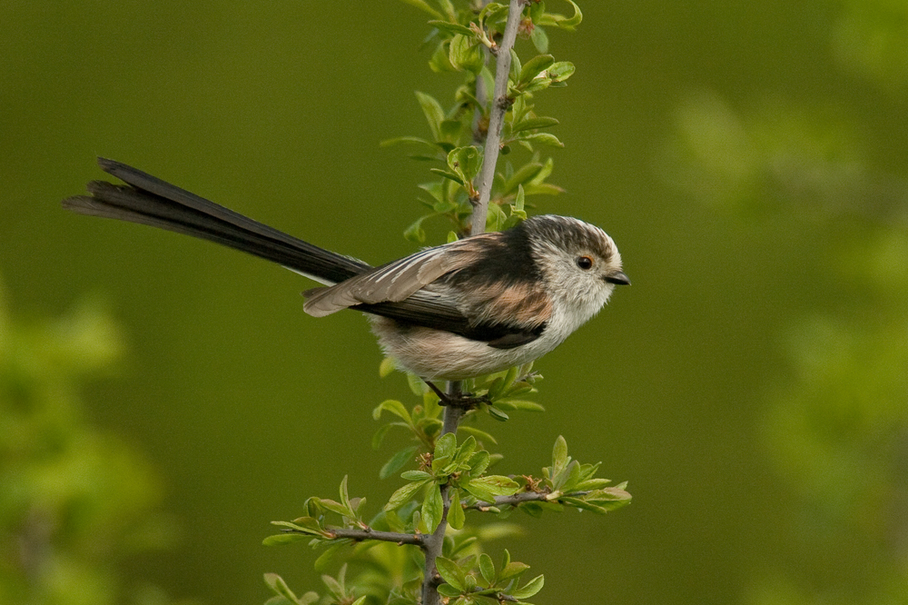 Long Tail Tit