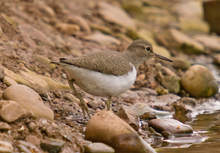 Sandpiper
