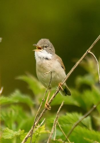 Whitethroat3