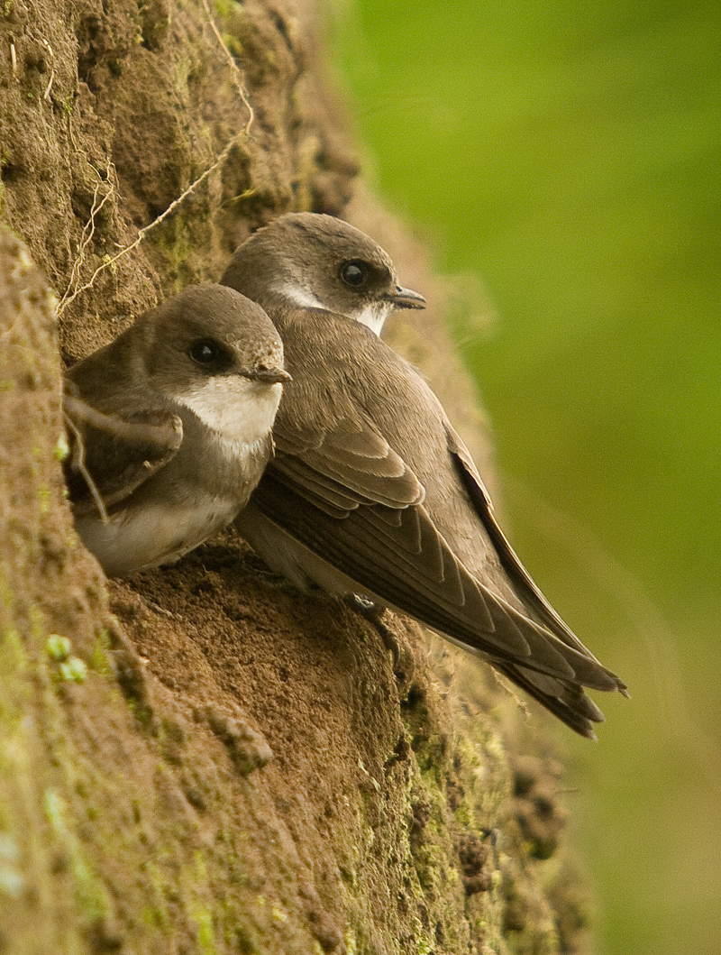 Sand Martin