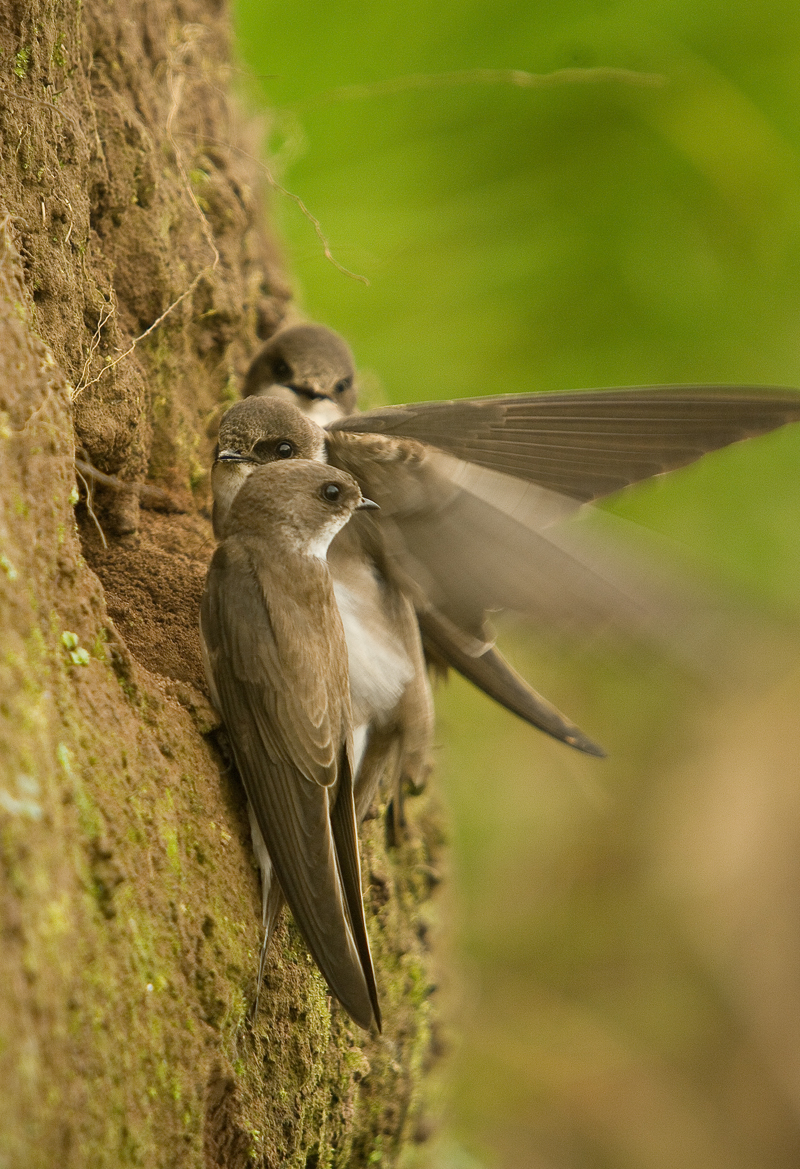 Sand Martin