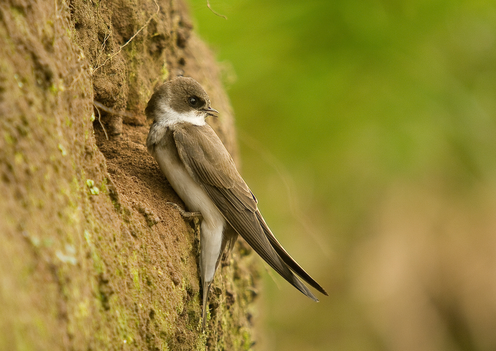 Sand Martin