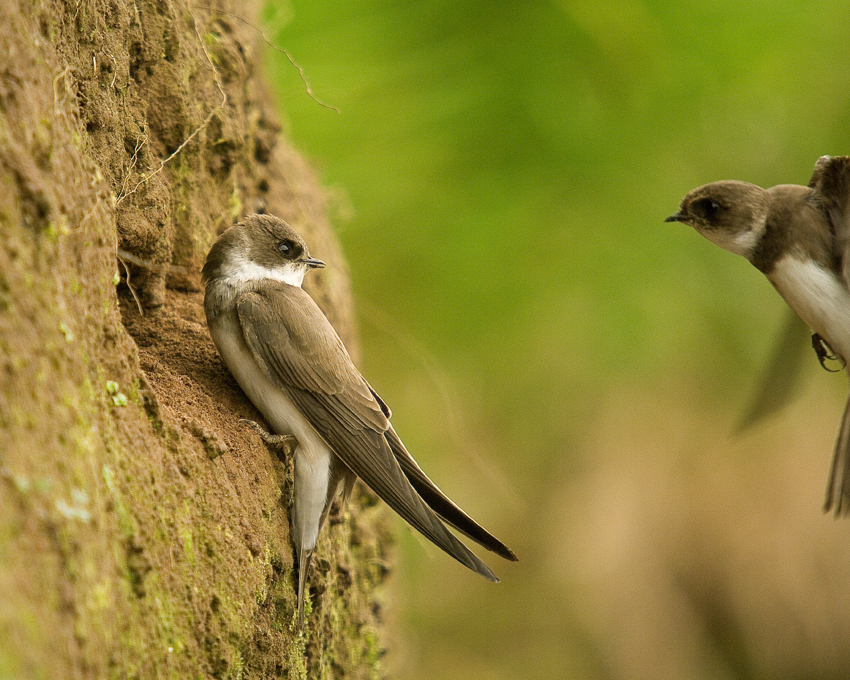 Sand Martin