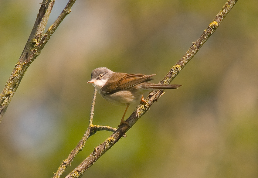 Whitethroat