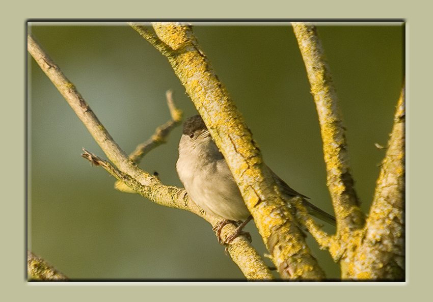 Blackcap