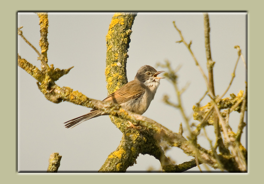 Whitethroat Saturday Evening
