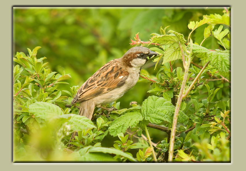 House Sparrow