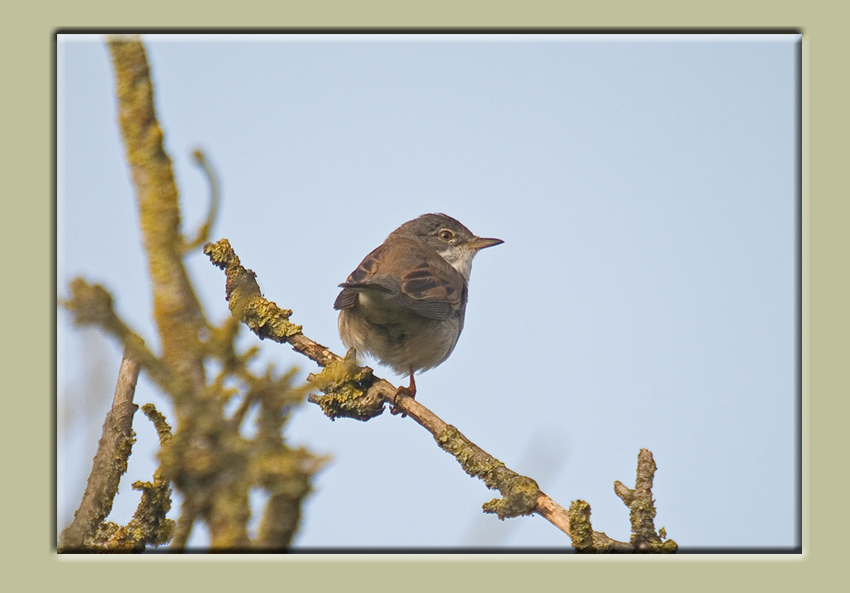 Sunday Whitethroat