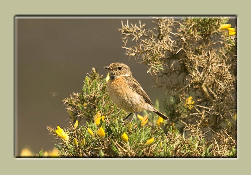 Stonechat