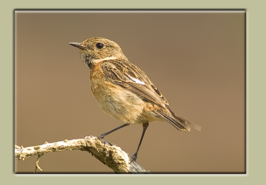 Stonechat