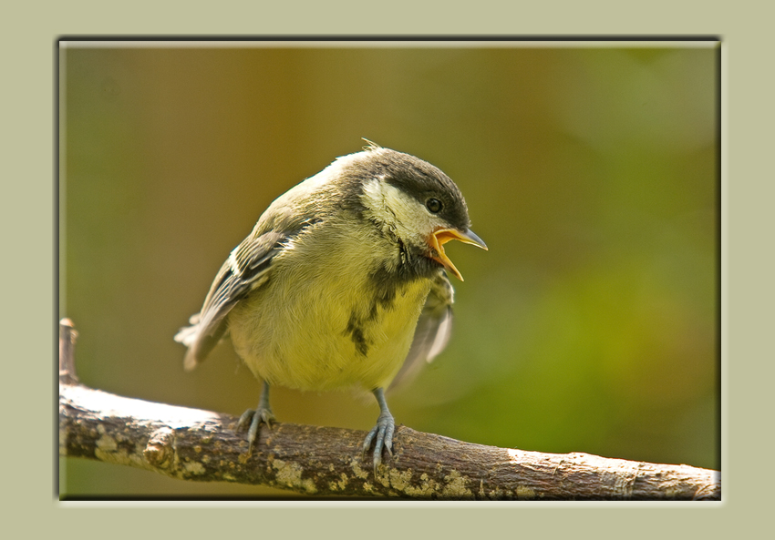 Great Tit Fledling a