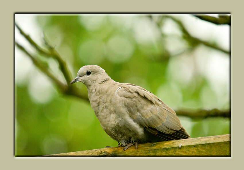 Collared Dove