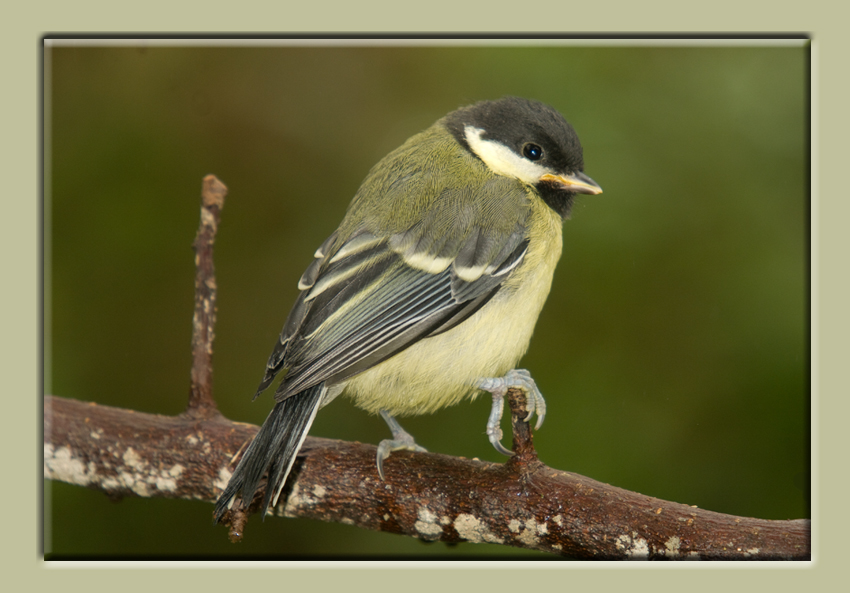 Great Tit