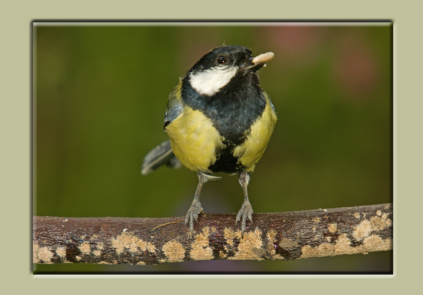 Great Tit