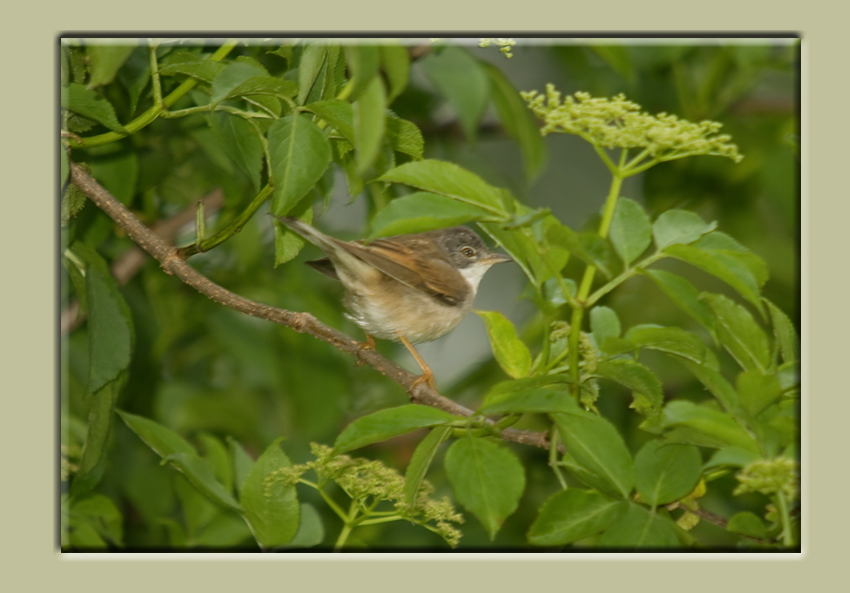 Whitethroat