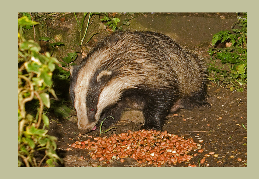 Badger
