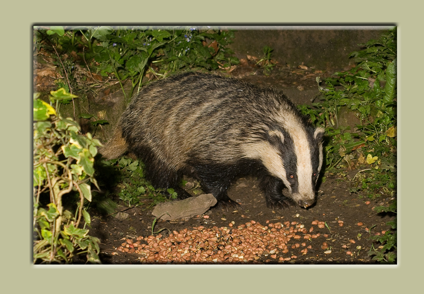Badger