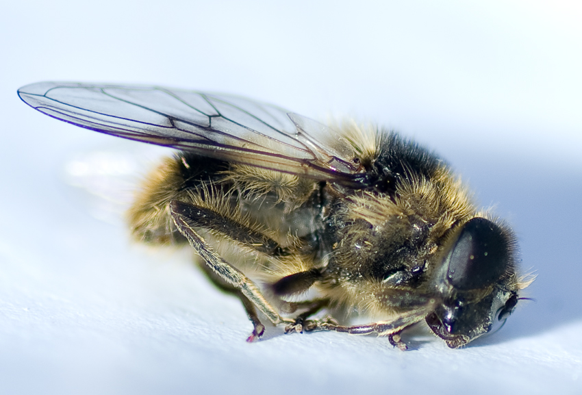 Cheilosia illustrata