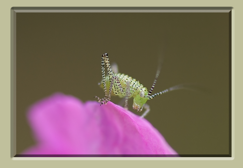 Speckled Bush Cricket - Leptophyes punctatissima