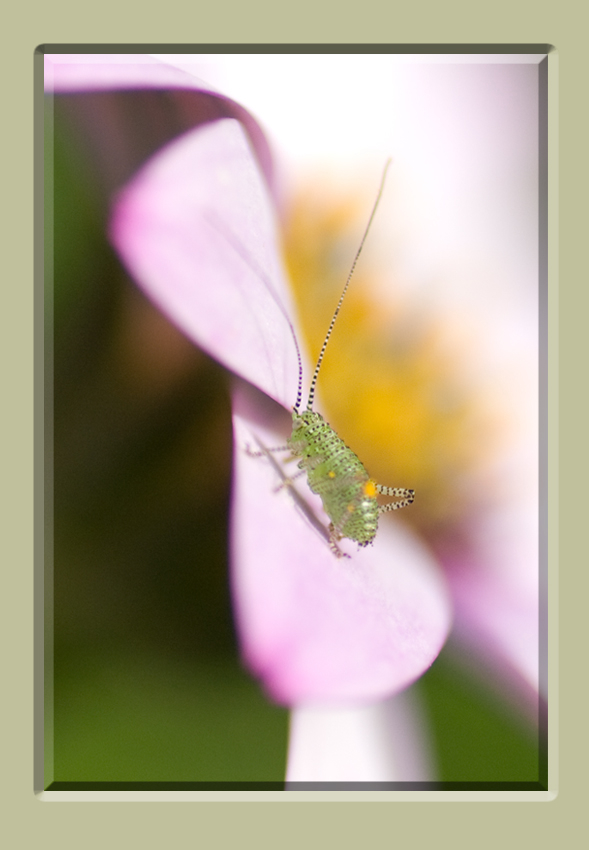 Speckled Bush Cricket - Leptophyes punctatissima 