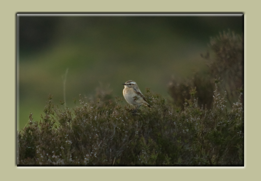 Whinchat