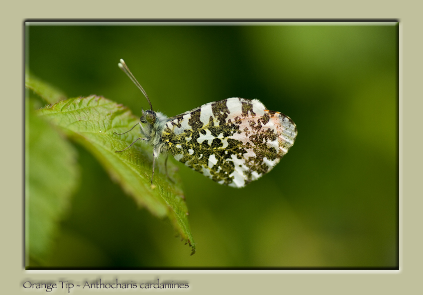 Orange Tip - Anthocharis cardomines