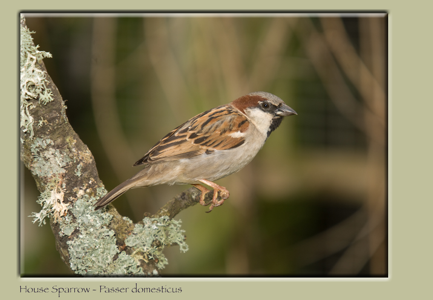 House Sparrow