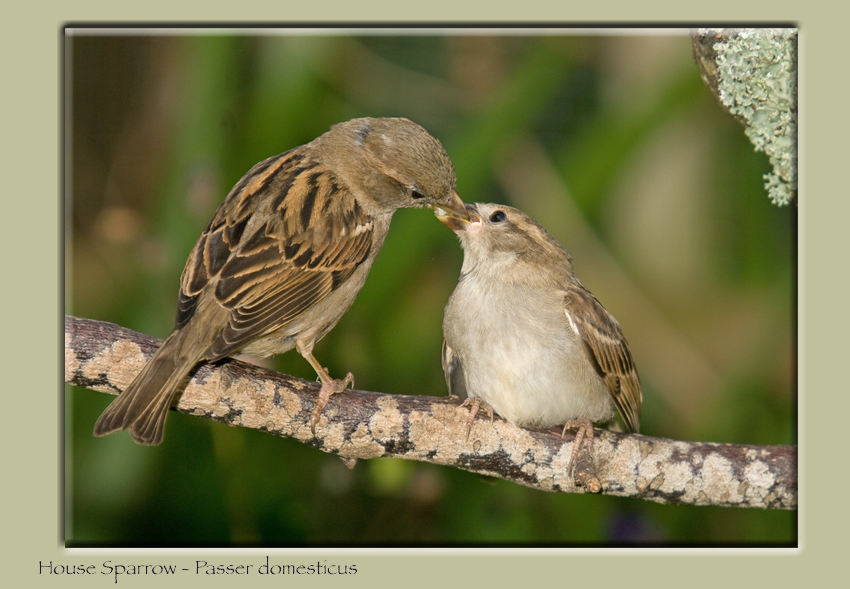 House Sparrows