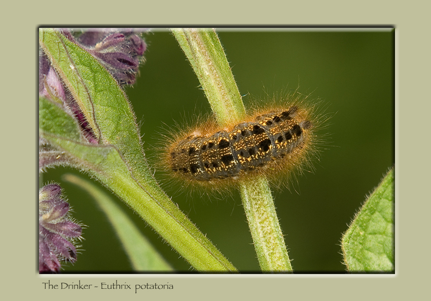 The Drinker - Euthrix potatoria