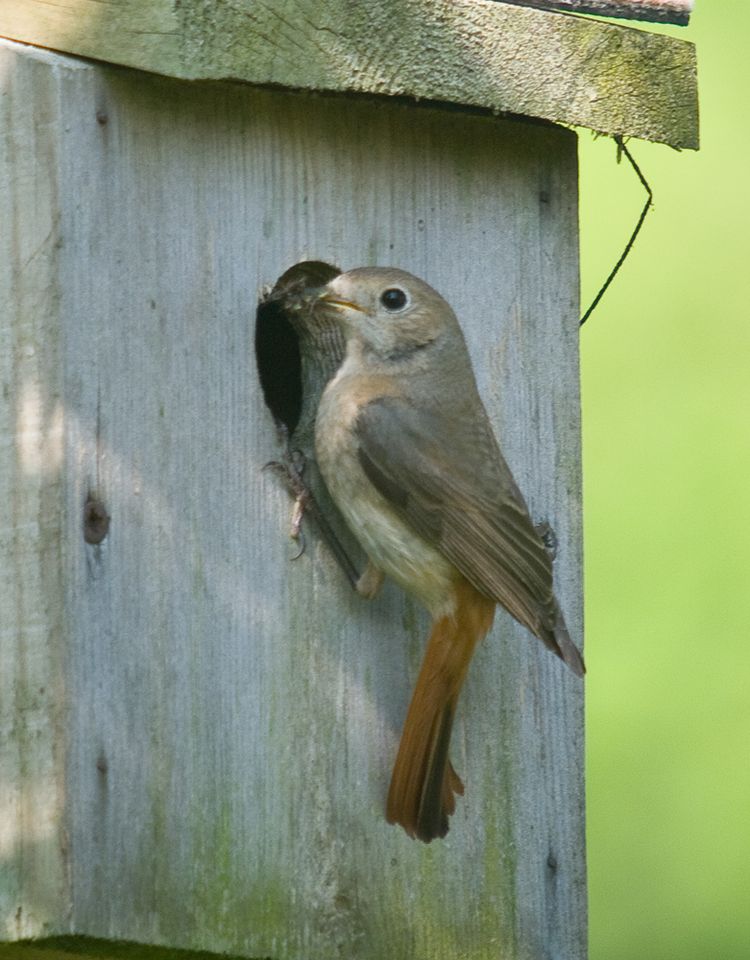 Female at the nest box