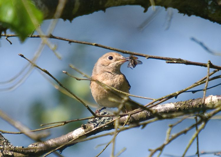 Redstart looking left